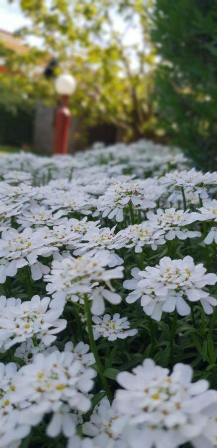 Apartma Jelka Novigrad Istria Exteriör bild